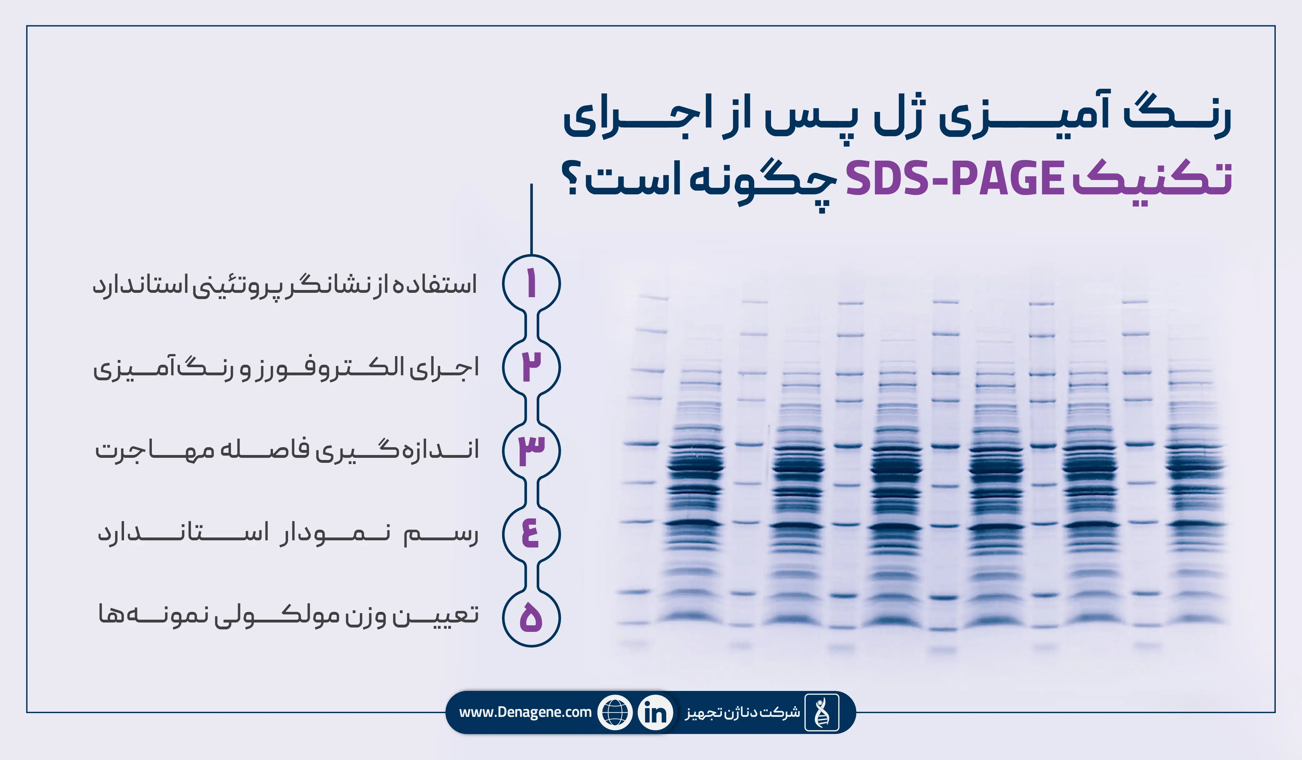 رنگ‌آمیزی ژل پس از تکنیک SDS-PAGE 