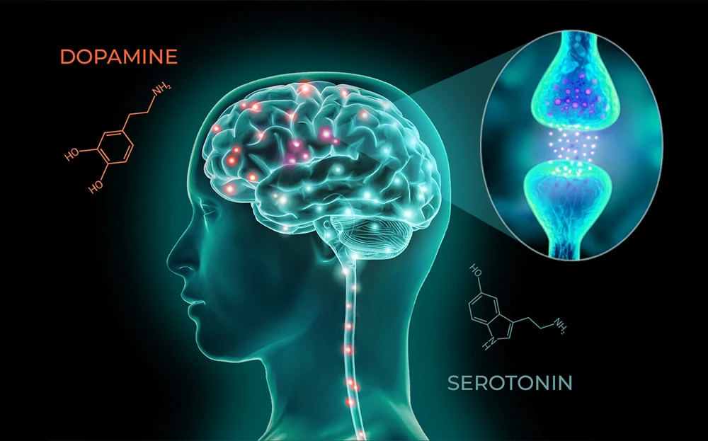 کشف سازوکار پنهانی که سیگنال‌های شیمیایی مغز را کنترل می‌کند